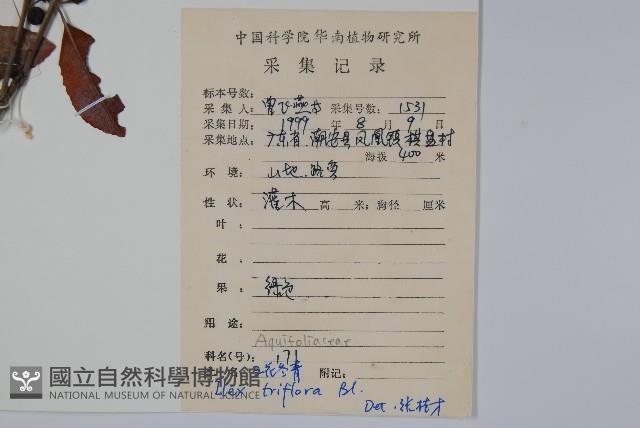 三花冬青藏品圖，第2張