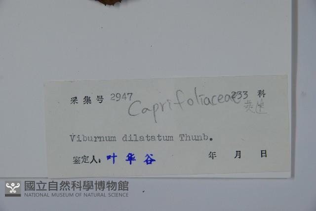 莢迷藏品圖，第2張