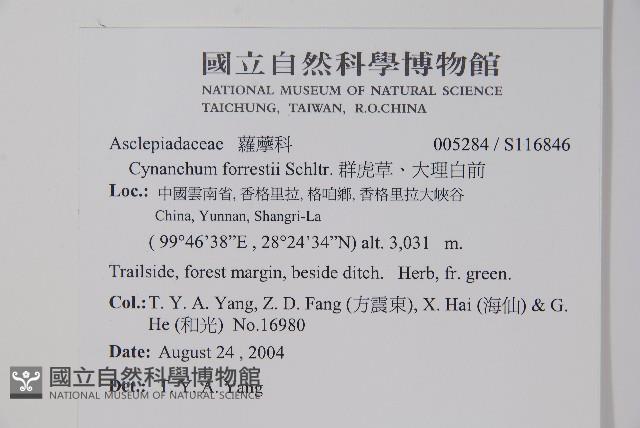 群虎草、大理白前藏品圖，第2張