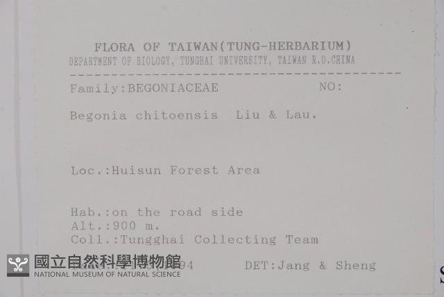 溪頭秋海棠藏品圖，第2張