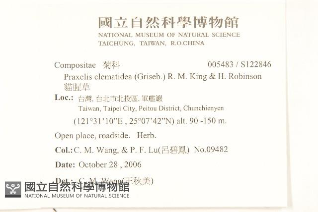 貓腥草藏品圖，第2張