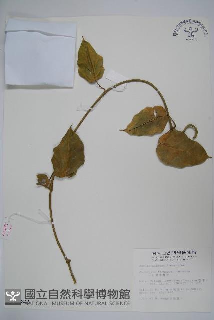 臺灣牛嬭菜藏品圖，第1張