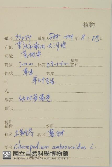 臭杏、土荊芥藏品圖，第2張