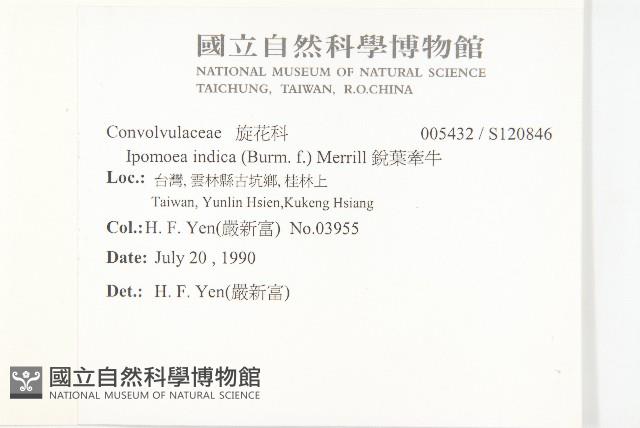 銳葉牽牛藏品圖，第2張