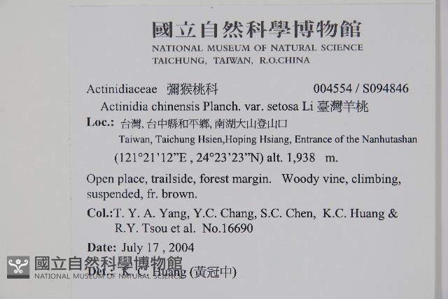 臺灣羊桃藏品圖，第2張