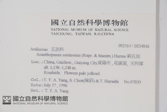 刺五加藏品圖，第2張