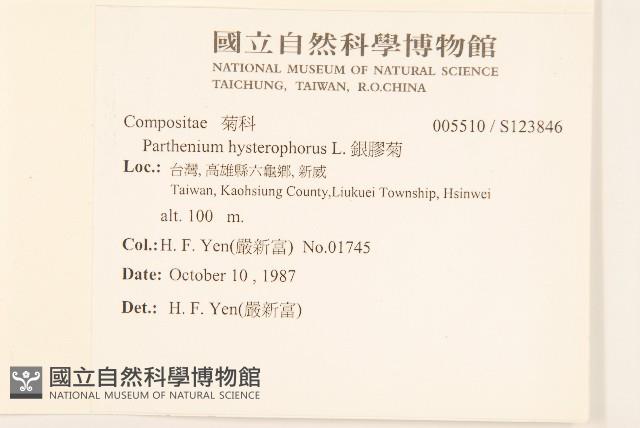 銀膠菊藏品圖，第2張