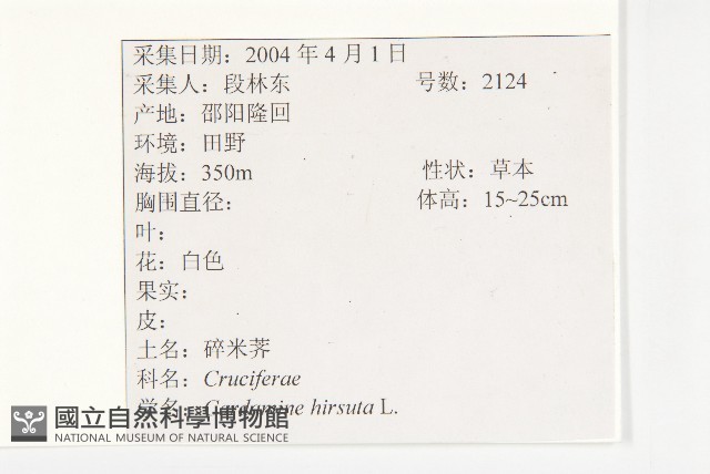 碎米薺藏品圖，第2張