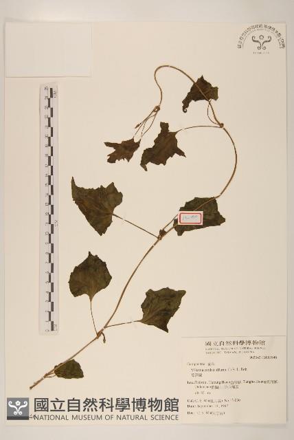 蔓澤蘭藏品圖，第1張