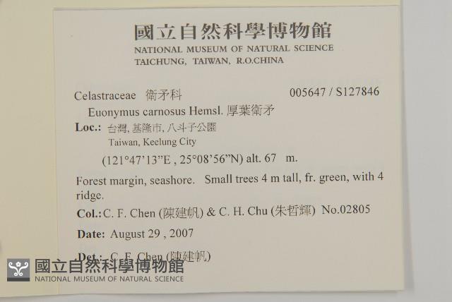 厚葉衛矛, 源一木藏品圖，第2張