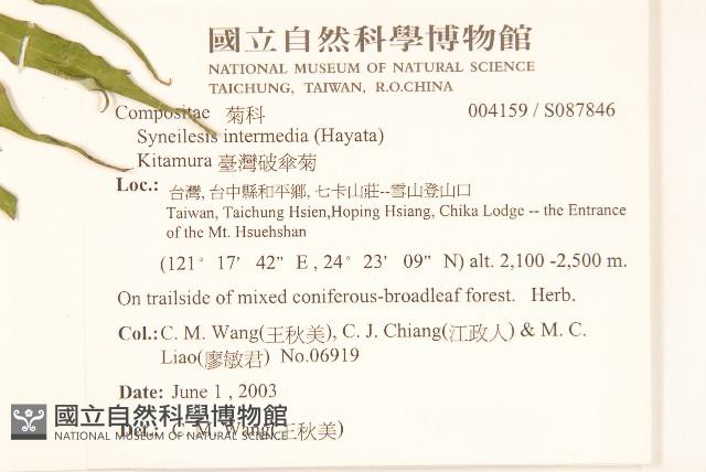 高山破傘菊藏品圖，第2張