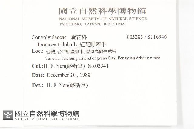 紅花野牽牛藏品圖，第2張