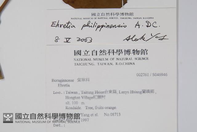 蘭嶼厚殼樹藏品圖，第2張