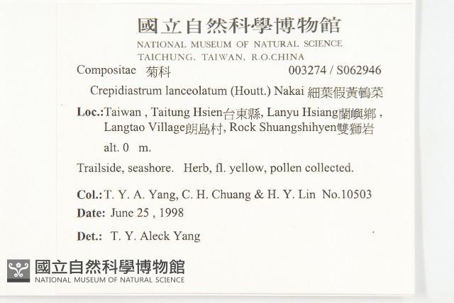 細葉假黃鵪菜藏品圖，第5張