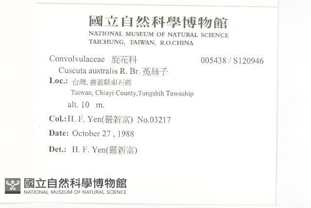 菟絲子藏品圖，第2張