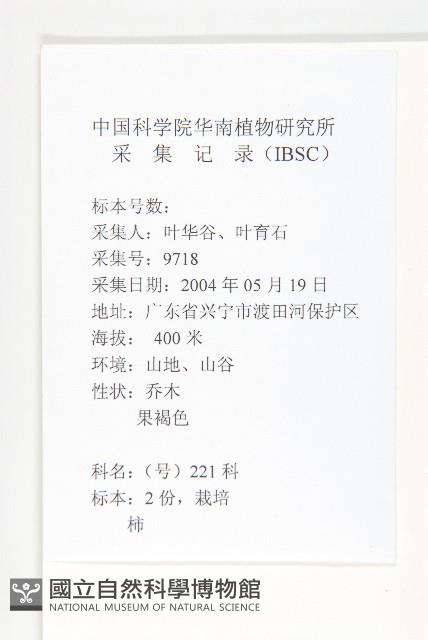 柿、柿仔、紅柿藏品圖，第2張