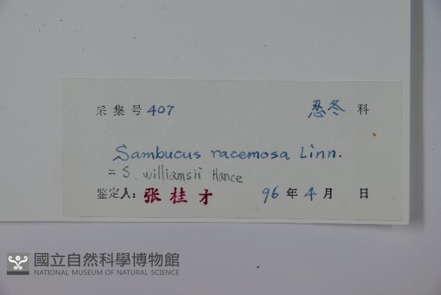 接骨木，木蒴藋藏品圖，第2張
