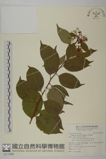 雷公藤藏品圖，第1張