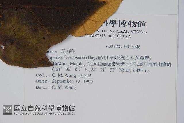 華參、裡白八角金盤藏品圖，第2張