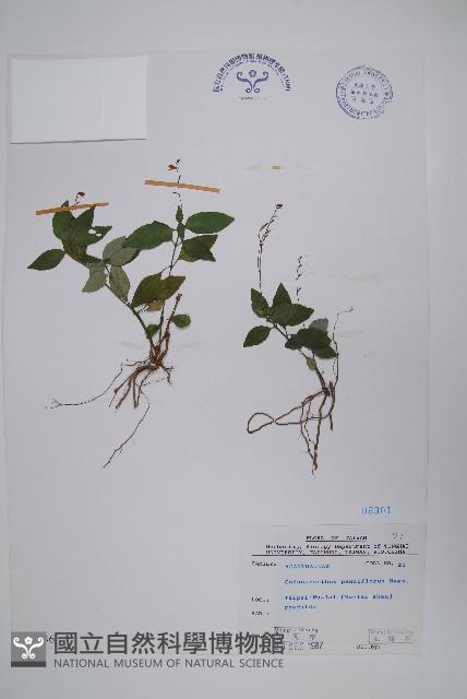 針刺草藏品圖，第1張