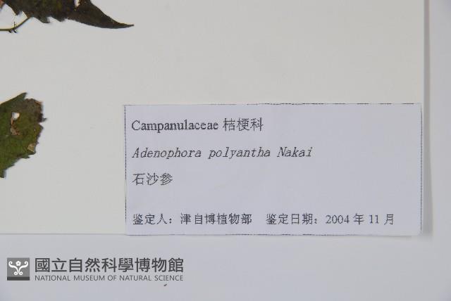 石沙參藏品圖，第2張