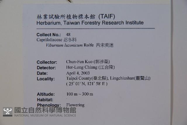 呂宋莢迷藏品圖，第2張