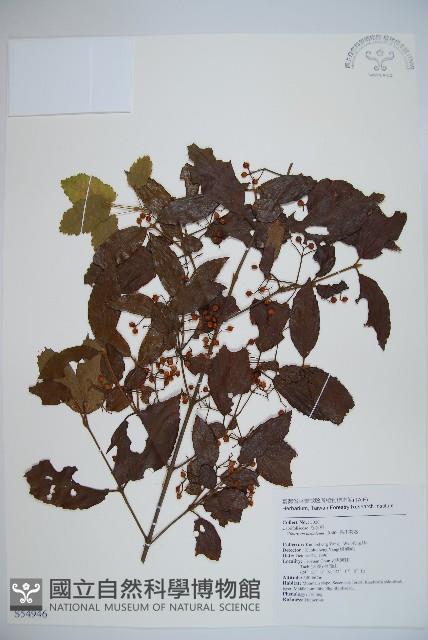 呂宋莢迷藏品圖，第1張