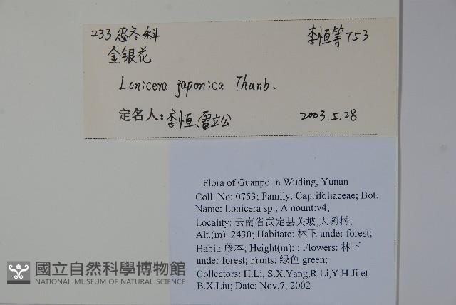 忍冬、金銀花藏品圖，第2張