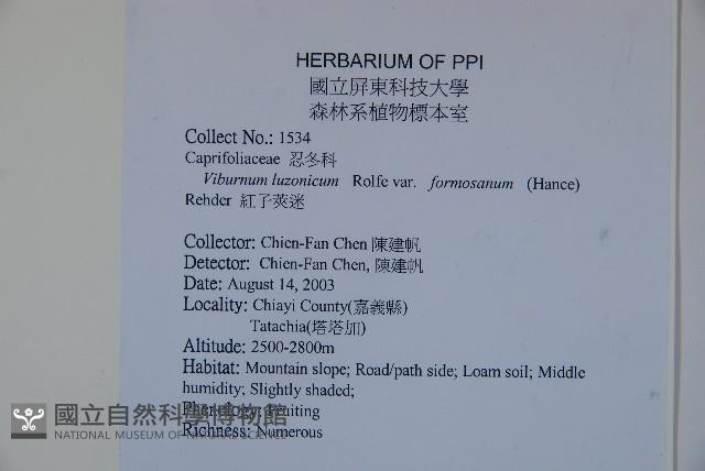 紅子莢迷藏品圖，第2張