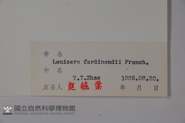 蔥皮忍冬藏品圖，第2張