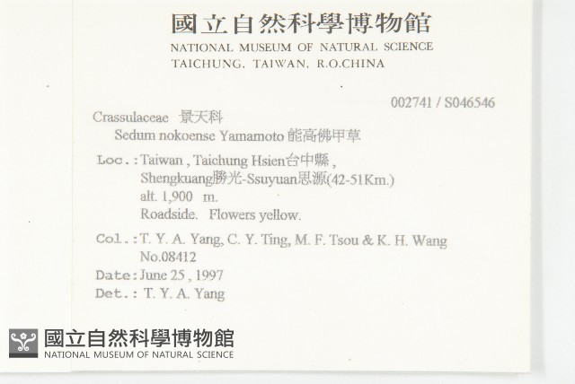 能高佛甲草藏品圖，第2張