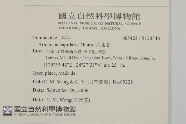 茵蔯蒿藏品圖，第2張