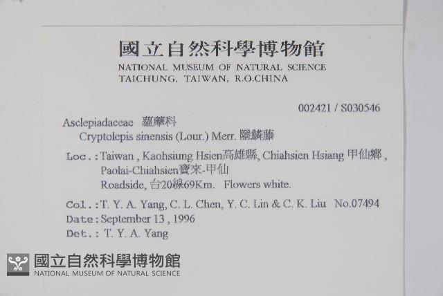 隱鱗藤藏品圖，第2張