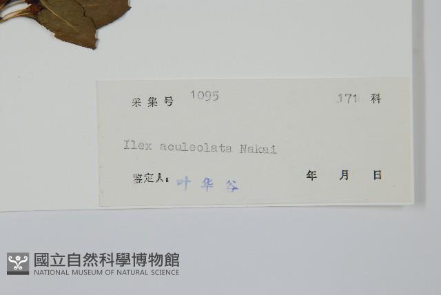 鼠李冬青、滿樹星藏品圖，第2張