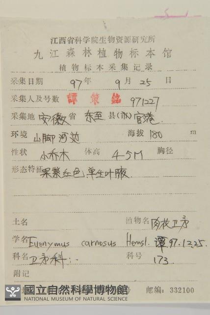 厚葉衛矛, 源一木藏品圖，第2張