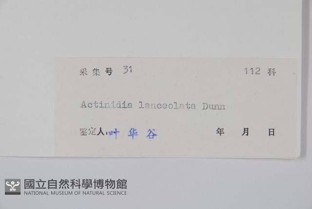 小葉獼猴桃藏品圖，第2張