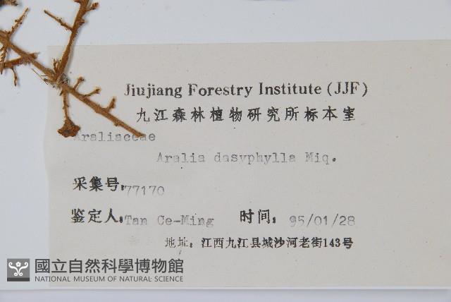 頭序蔥木藏品圖，第2張