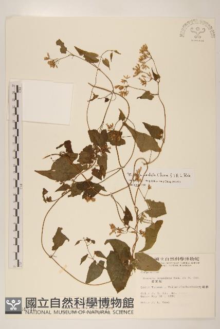 蔓澤蘭藏品圖，第1張