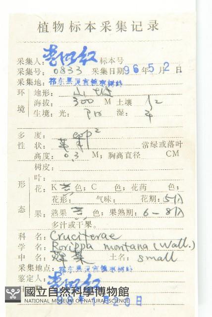 無瓣蔊菜藏品圖，第2張