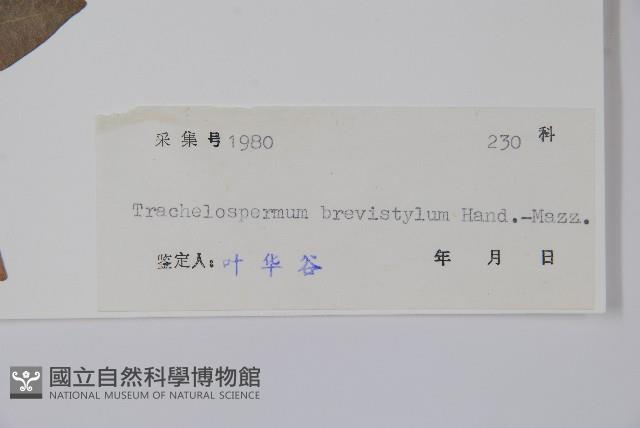 短柱絡石藏品圖，第2張