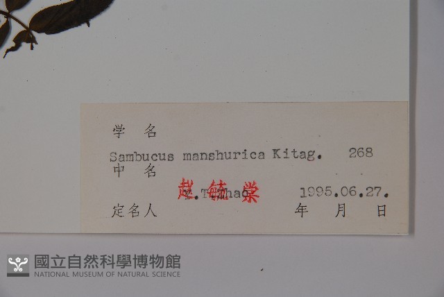 東北接骨木藏品圖，第2張