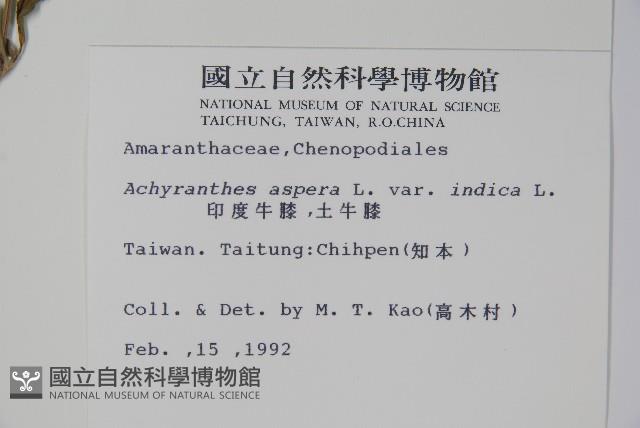 印度牛膝、土牛藤藏品圖，第2張