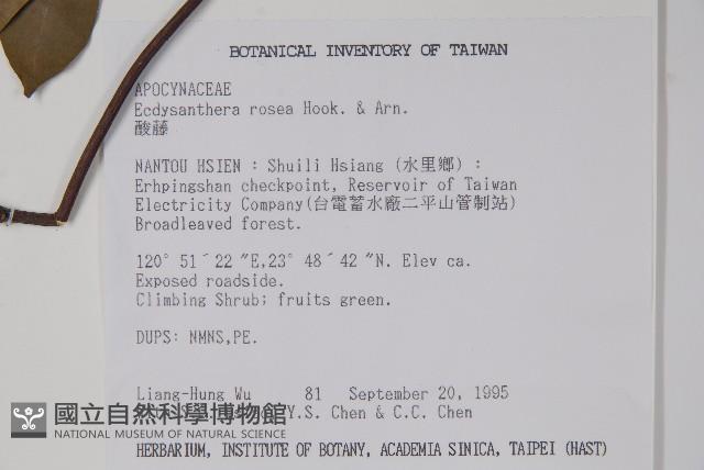 酸藤藏品圖，第2張