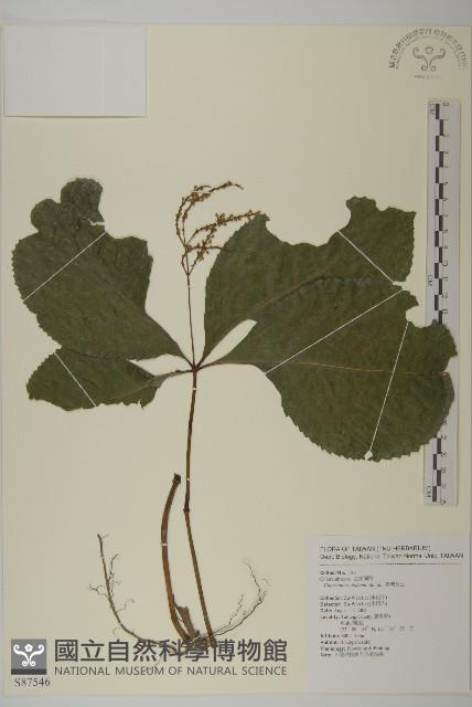 臺灣及己藏品圖，第1張