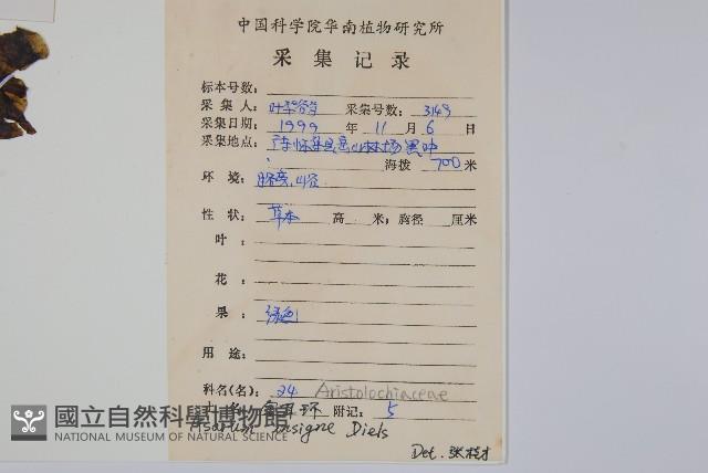 金耳環藏品圖，第2張