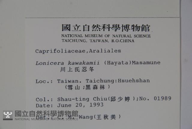 川上氏忍冬藏品圖，第2張