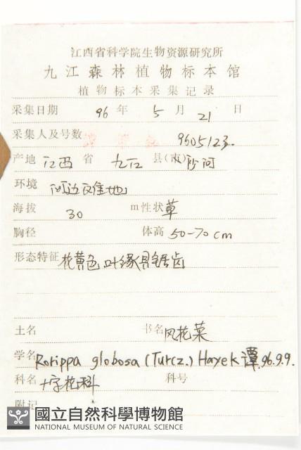 風花菜、球果山芥菜藏品圖，第2張