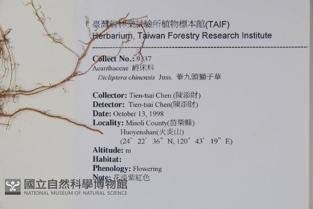 華九頭獅子草藏品圖，第2張