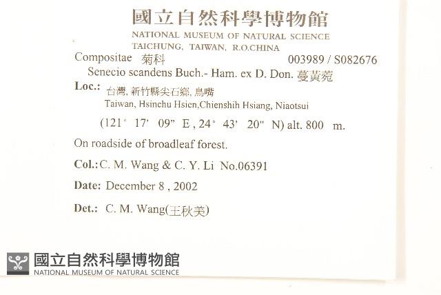 蔓黃菀藏品圖，第2張