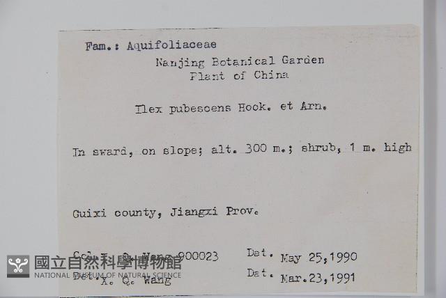 密毛假黃楊藏品圖，第2張